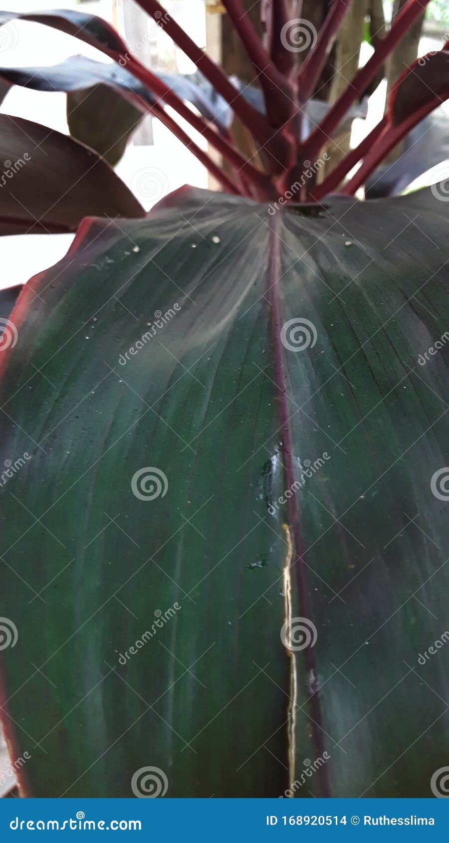 unique color that mixes green and dark red