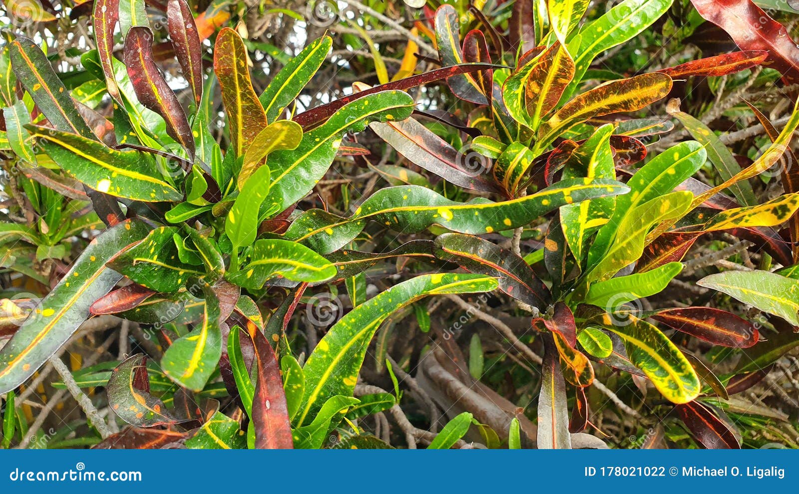 Unique Color Of Ornamental Plants In Philippines Stock Photo Image Of unique-color-of-ornamental-plants-in-philippines-stock-photo-image-of