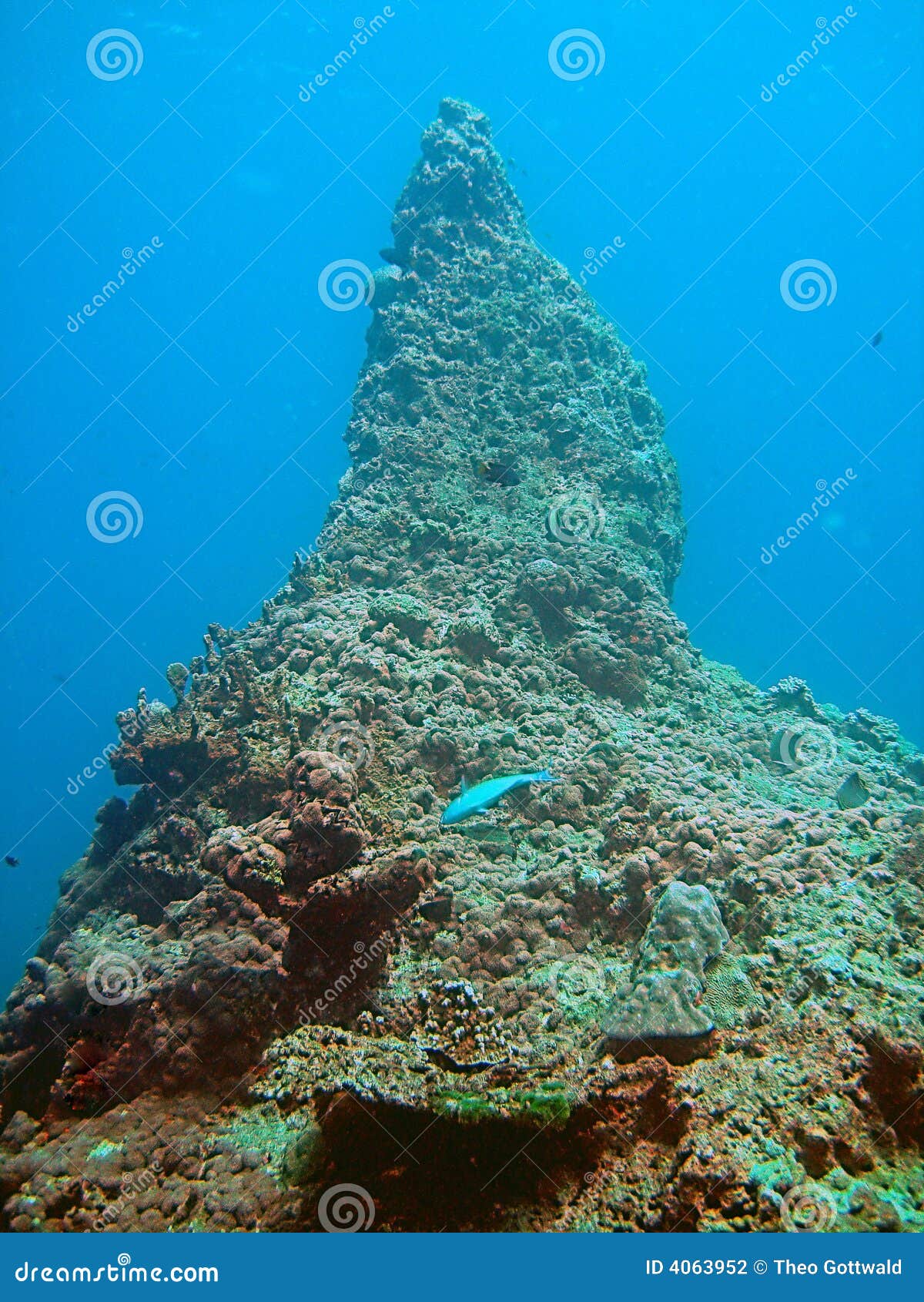 Unique Coral Reef Formation Stock Photo Image of environment, unique