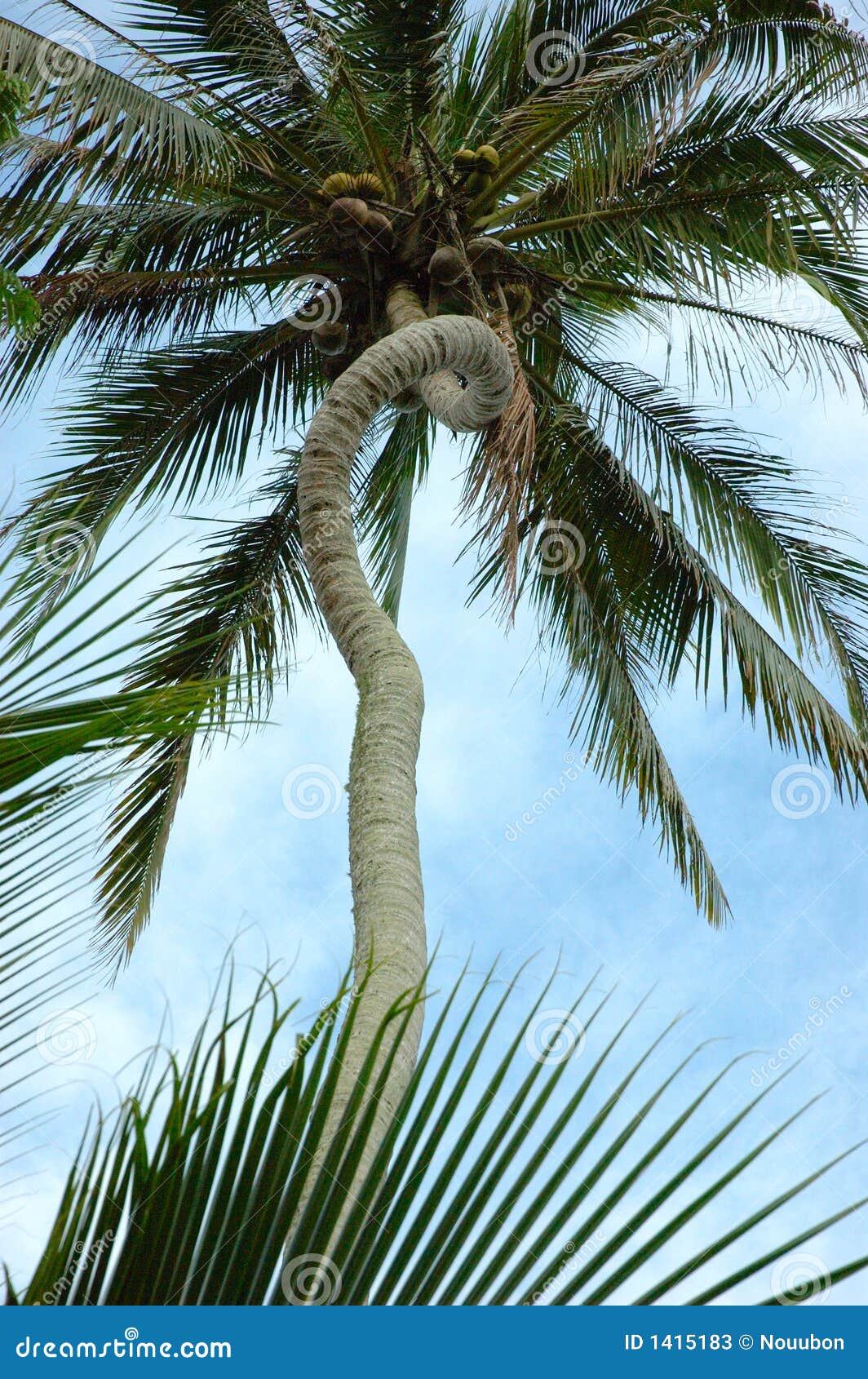 Unique Curved Palm Tree Trunk Stock Photos - Image: 1415183