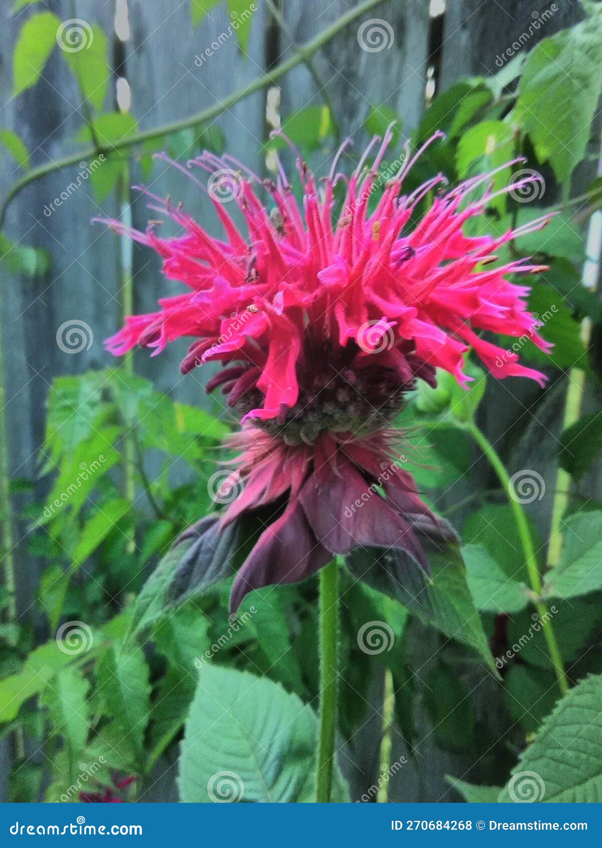 Unique Flower from Garden that Blooms in July. Stock Photo Image of