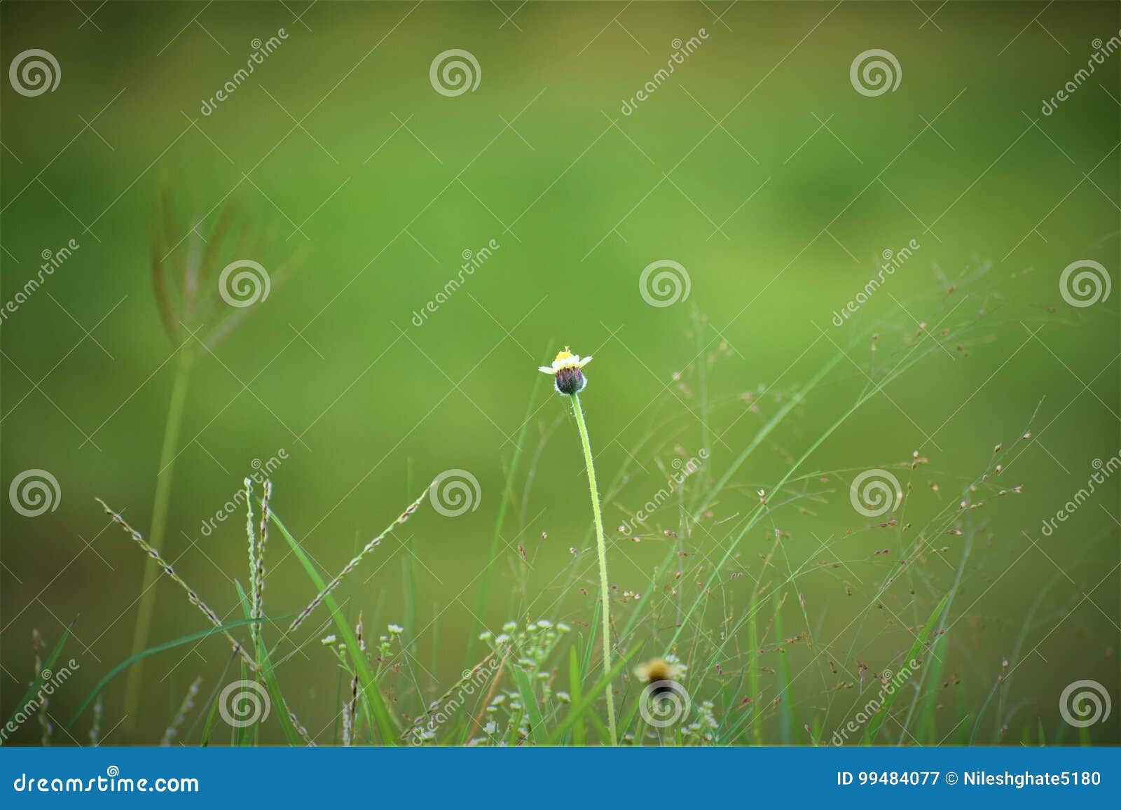 Unique Flower with Healing Properties Stock Image - Image of landscape
