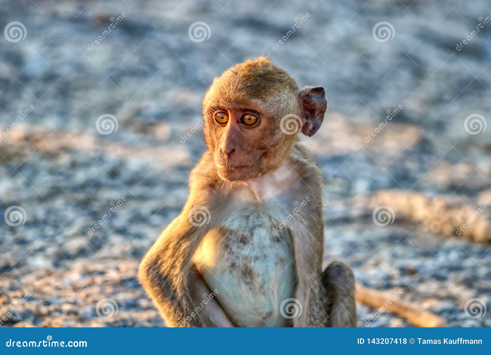 funny monkeys from hua hin thailand