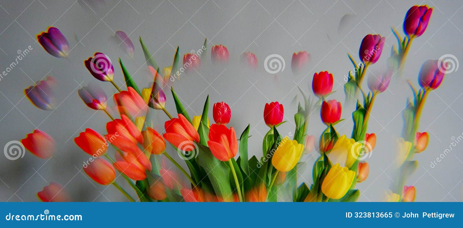 panoramic tulips with a twist