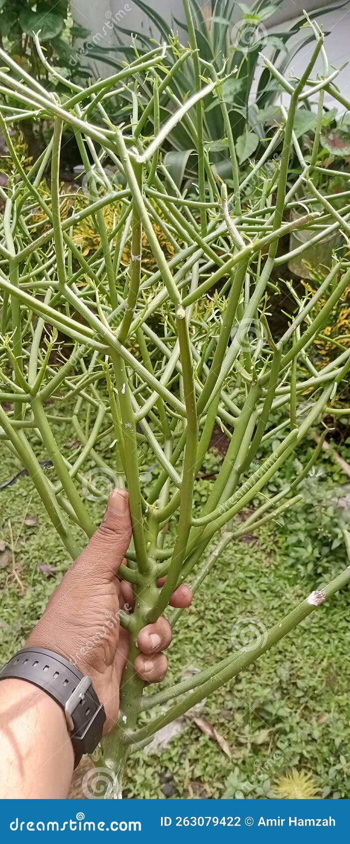 unique plant patah tulang toothache medicine