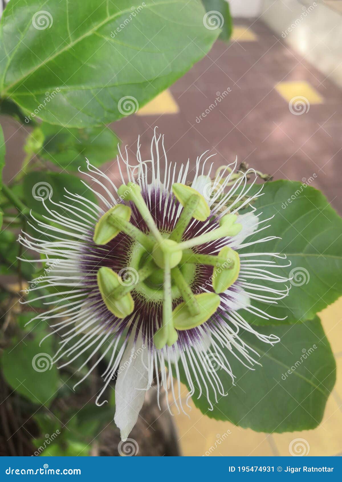 Unique Plant To in the Garden Stock Image - Image grow, climber: 195474931