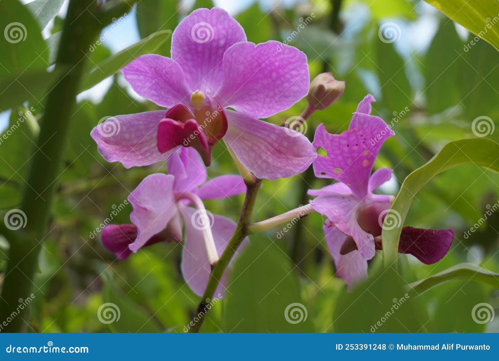 Unique Purple Flowers Thrive Stock Photo Image of nature, thrive 253391248