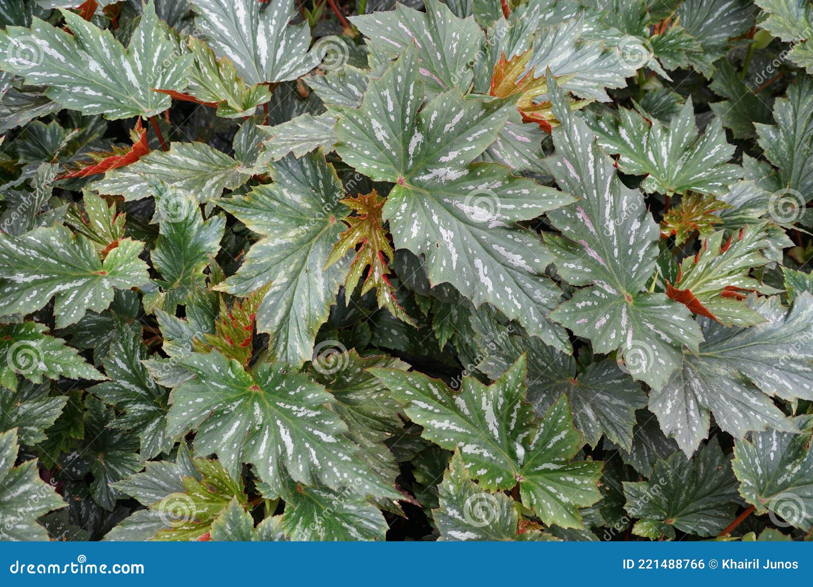unique  and pattern of cane-like begonia `lana` leaves