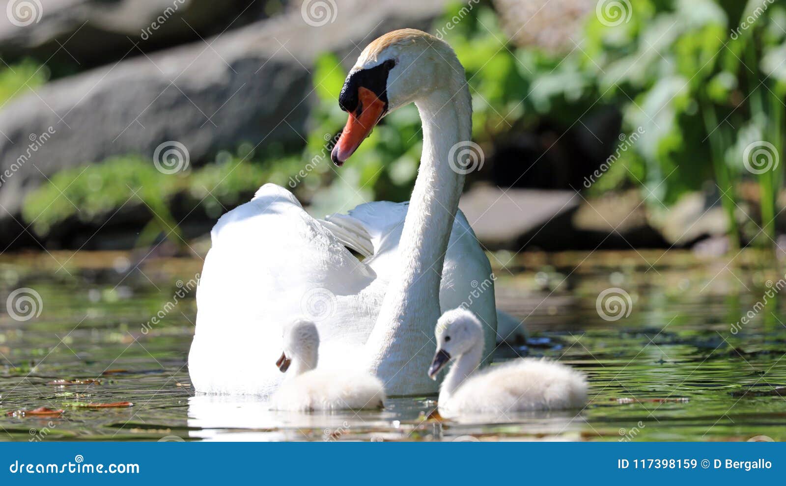 unique swan with babies in a lake, high definition photo of this wonderful avian in south america.
