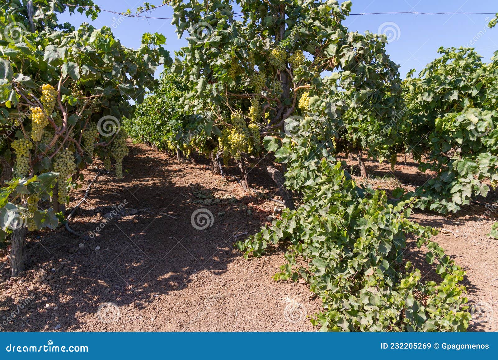 Unique Vineyards View on Famous Alagni Hills Region, in Summer ...