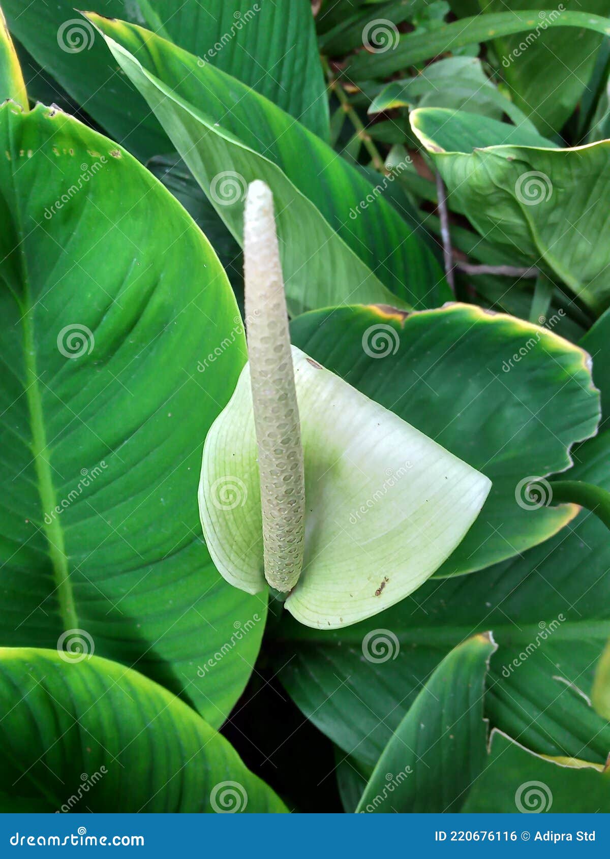 My Image 30