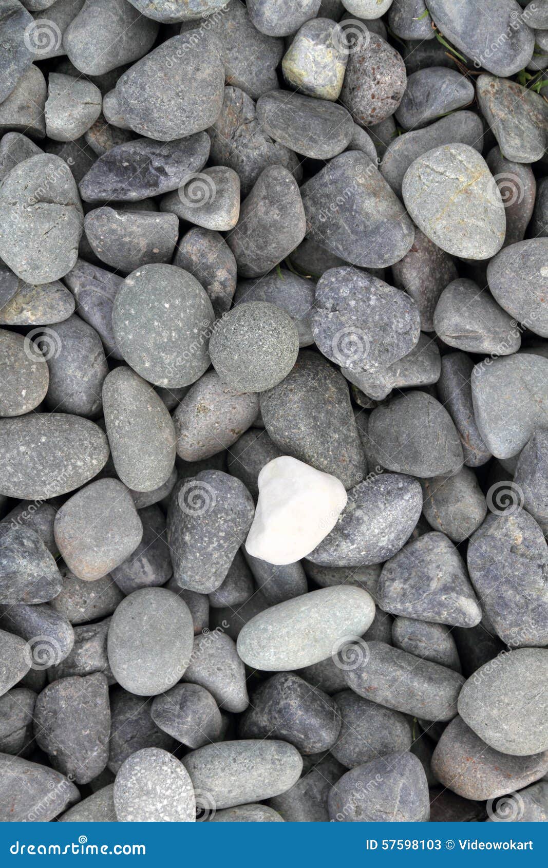 Unique White Stone among Many Pebble Stones Stock Image Image of