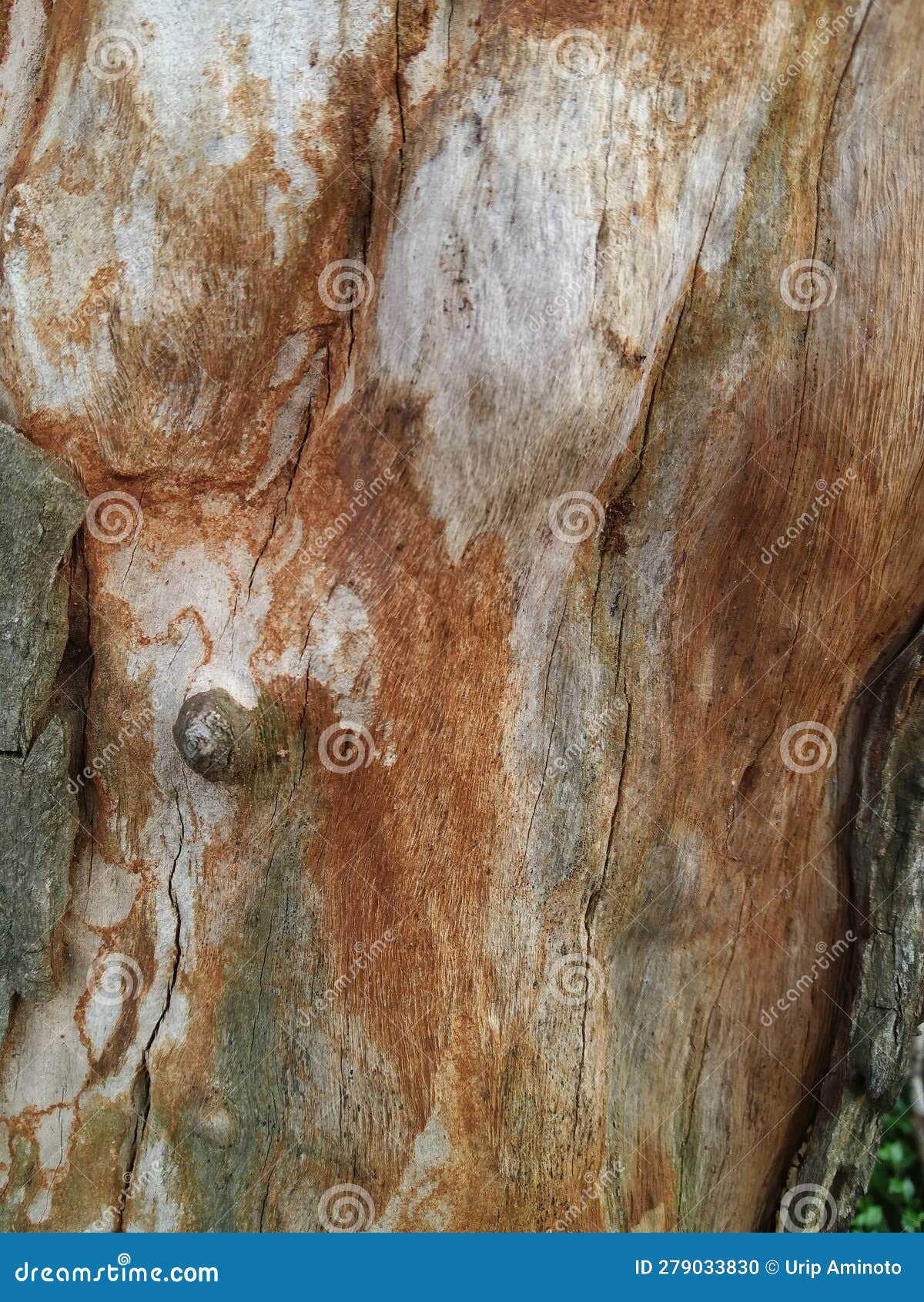 Unique Wood Texture Formed Naturally Stock Photo Image of tree
