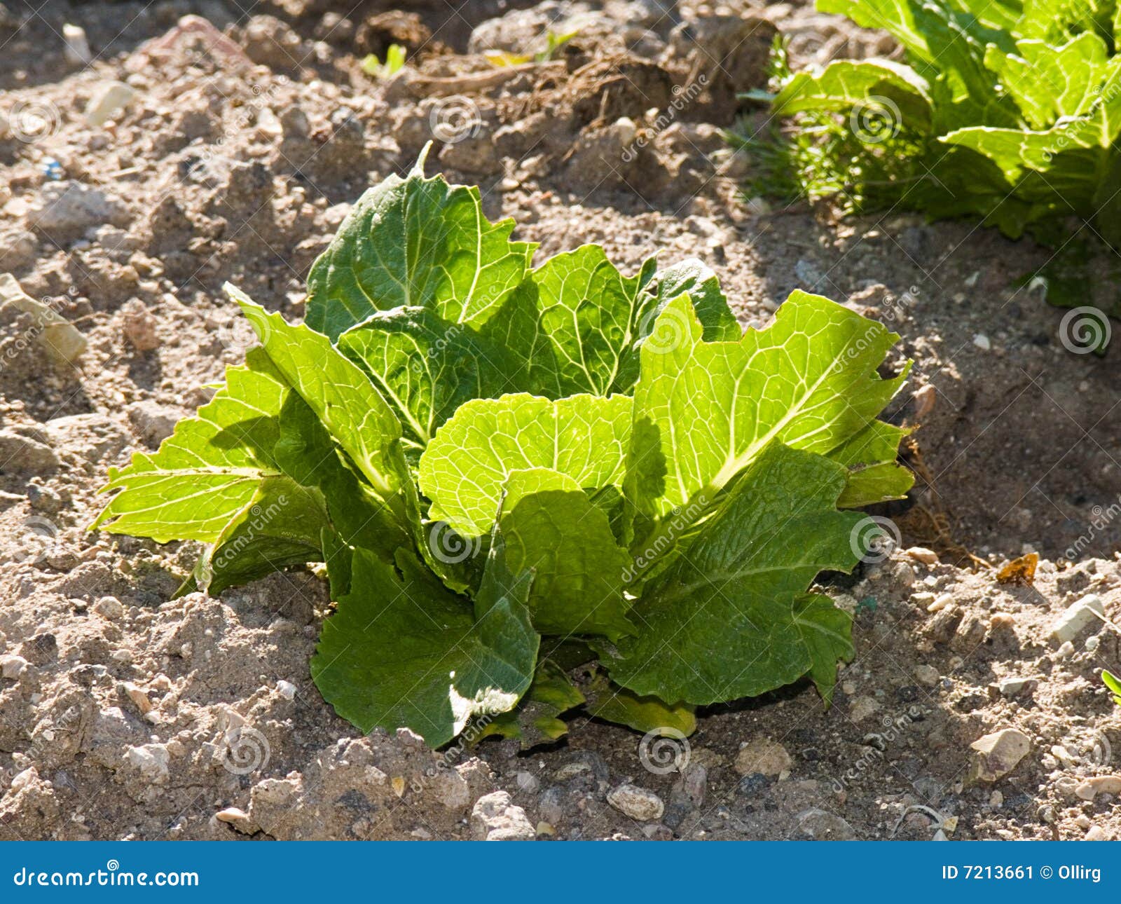 unit of lettuce luxuriant