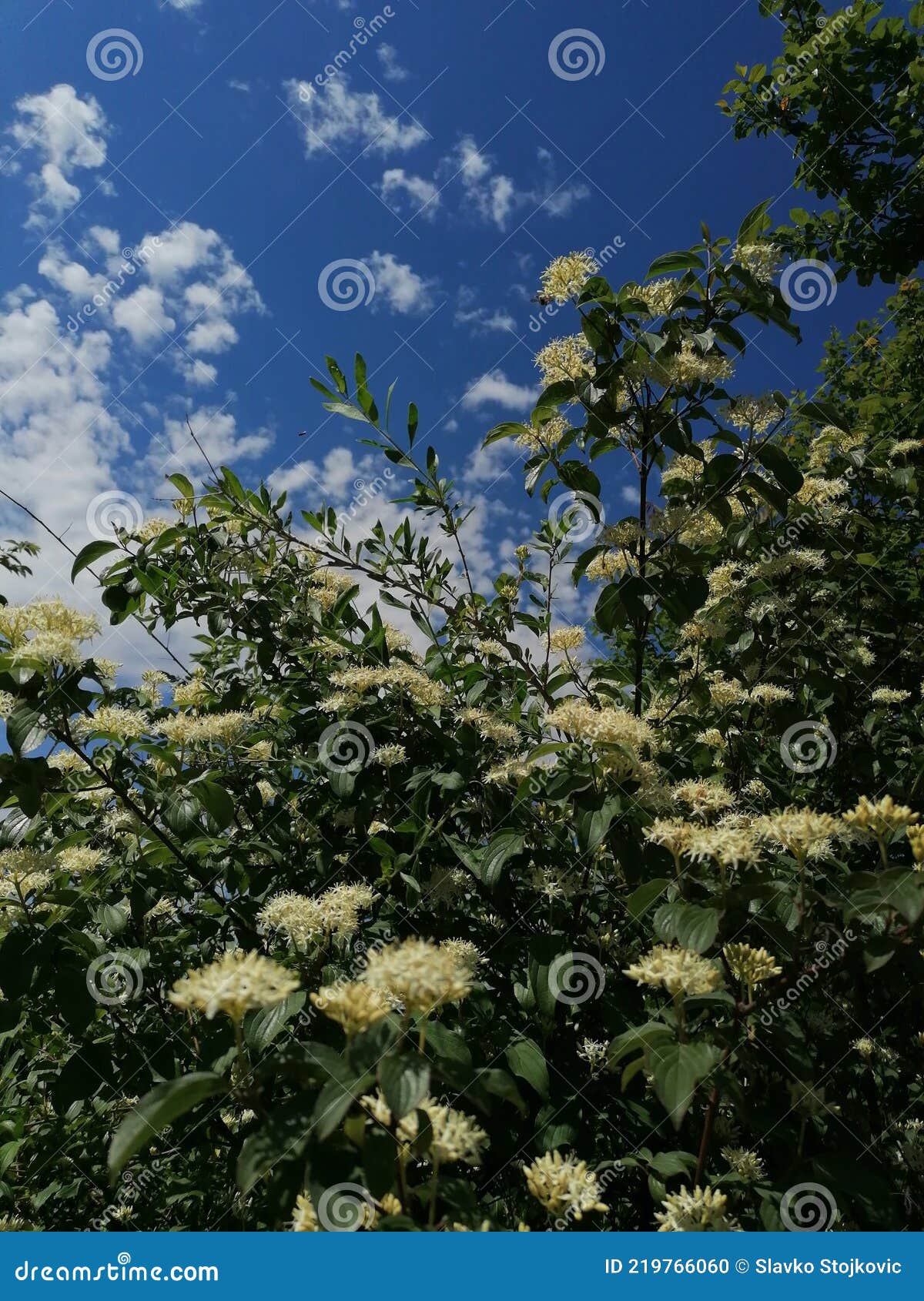 unity of clouds and bloom