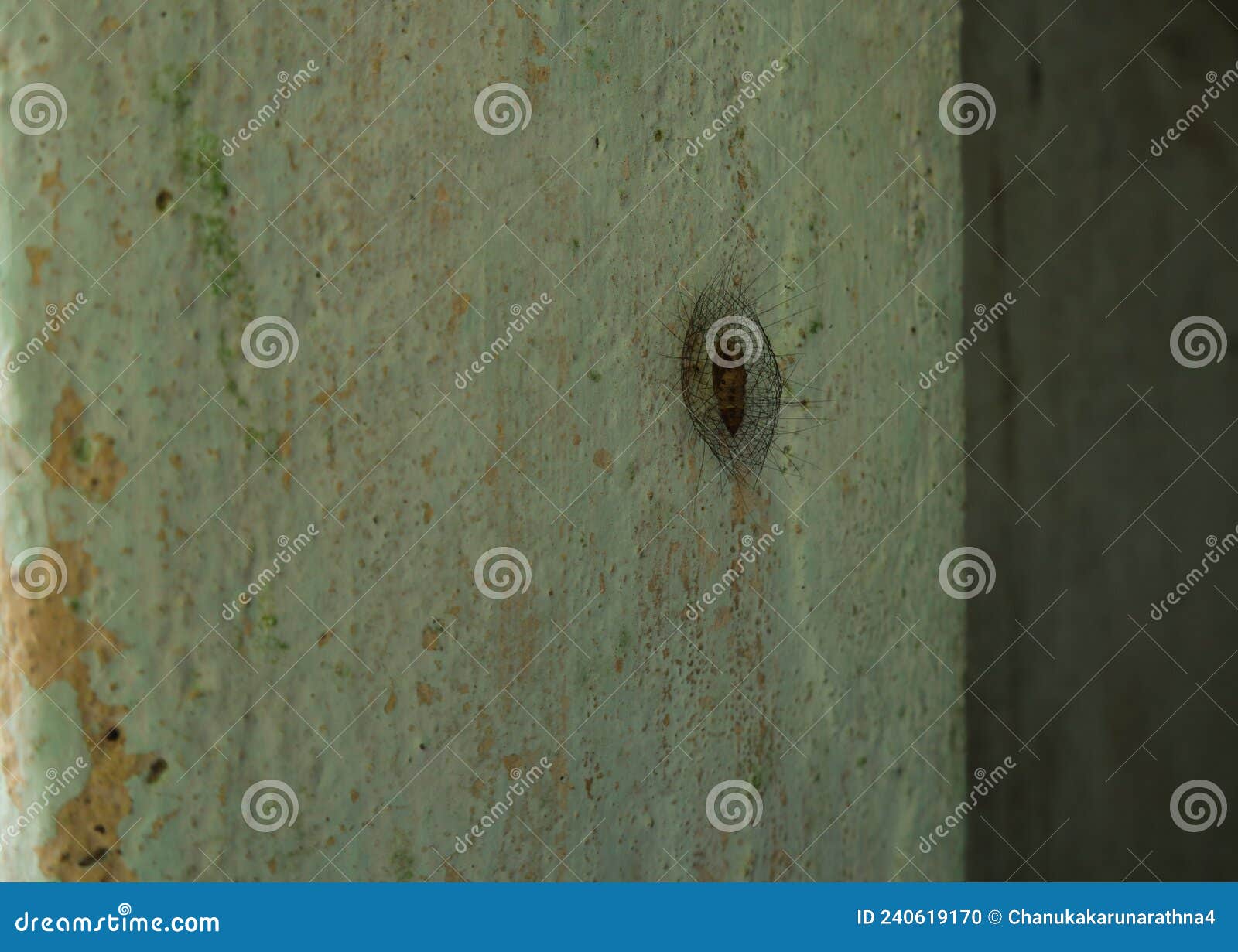 An Unknown Insect S Cocoon on Cement Wall Stock Photo Image of insect