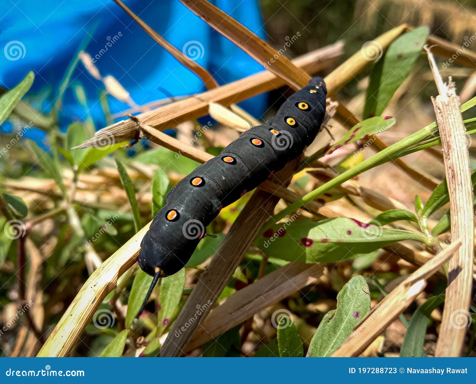 Unknown Smooth Black Hairless Caterpillar with Orange and Yellow Dots