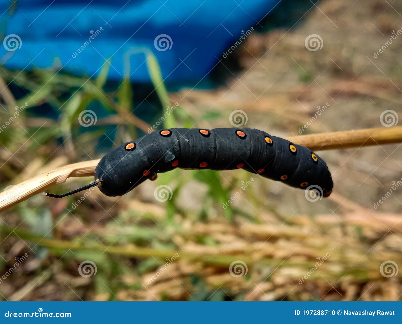Unknown Smooth Black Hairless Caterpillar With Orange And Yellow Dots Stock Photo Image Of Climbing Native