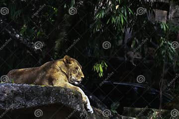FEMALE LION RESTING on a STONE Stock Image - Image of manes, live