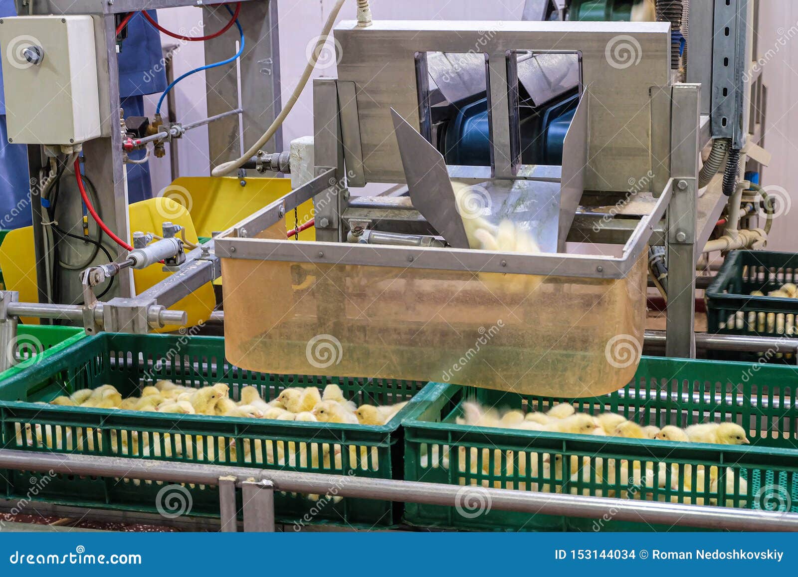 Unloading Chicks into Baskets. Fast Speed Stock Photo Image of