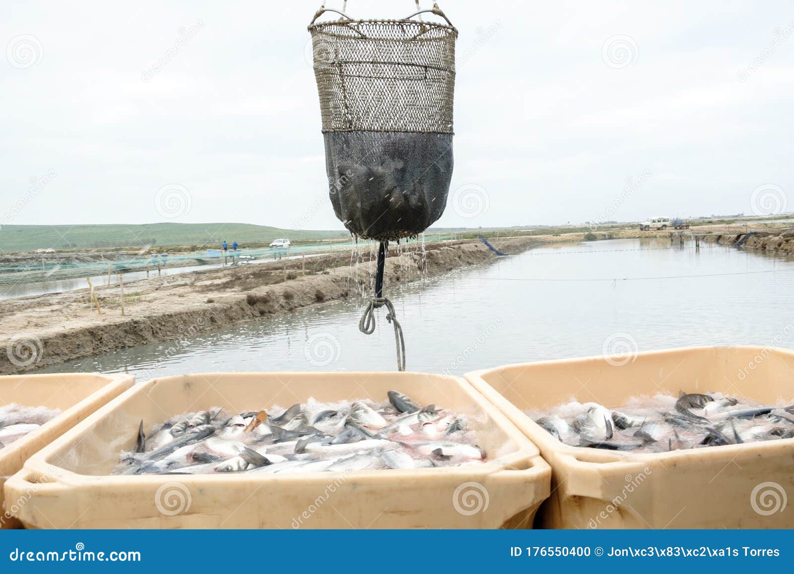 Unloading Freshly Caught Fish with a Transport Basket Stock Photo - Image  of apparatus, sorting: 176550400