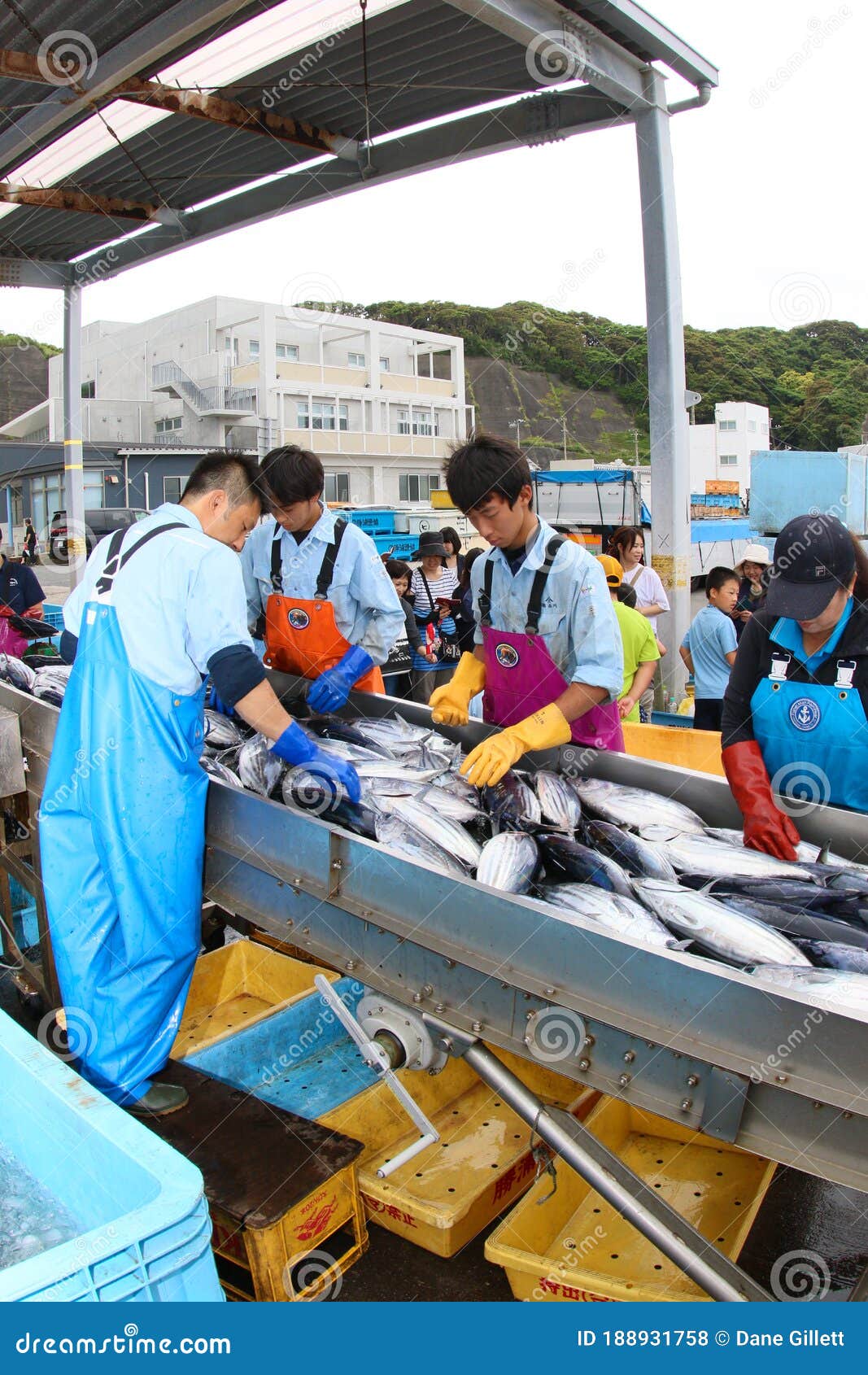 Unloading Tuna Fish in Japan on the Dock Side from a Large Boat Editorial Stock Photo Image of