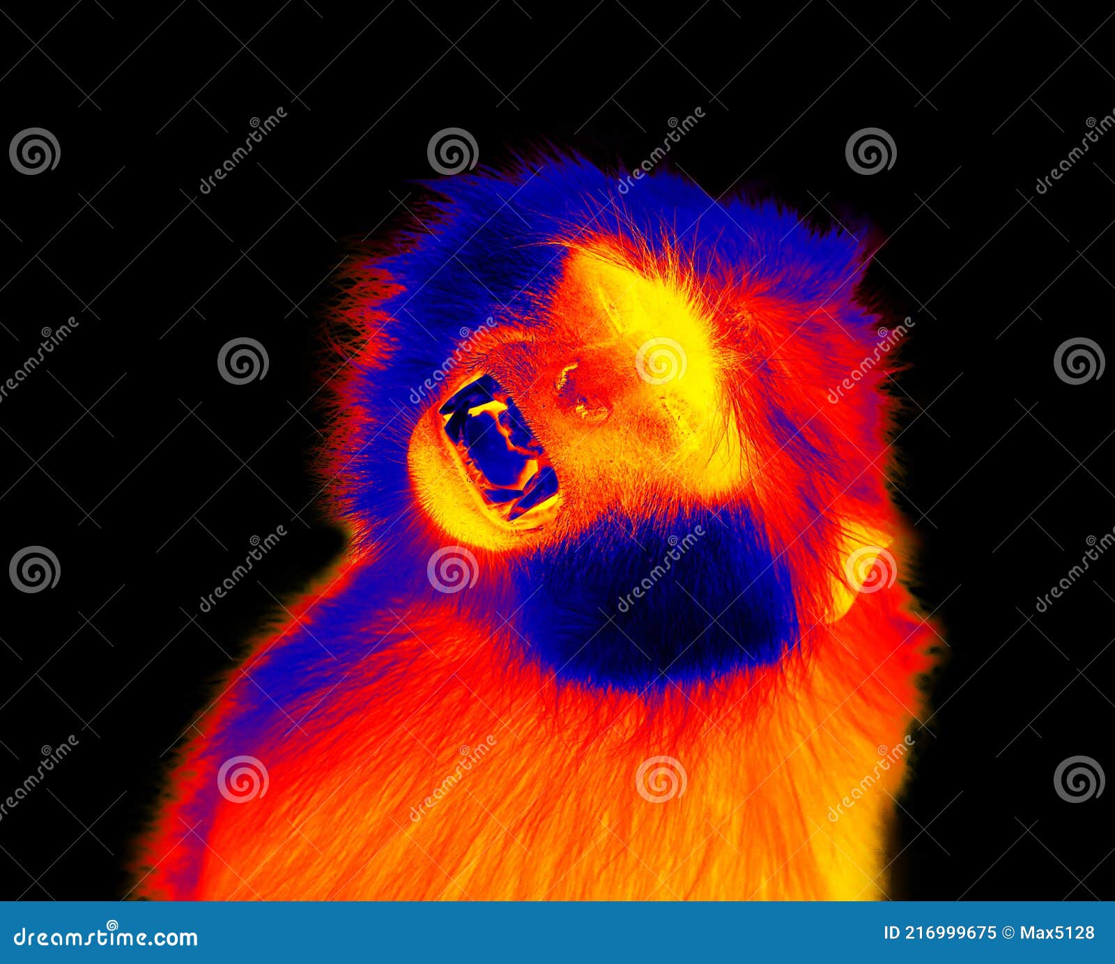 The Unlucky Monkey stock image. Image of sorrow, infrared 216999675