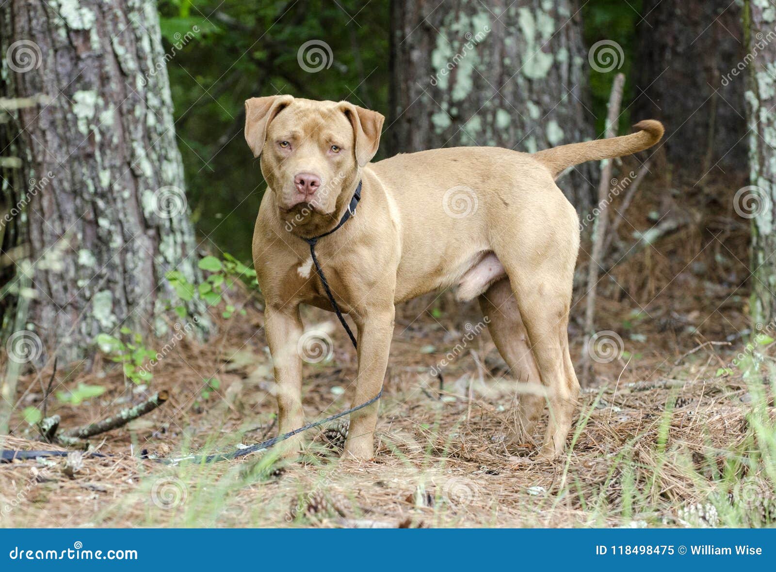 male red nose pitbull