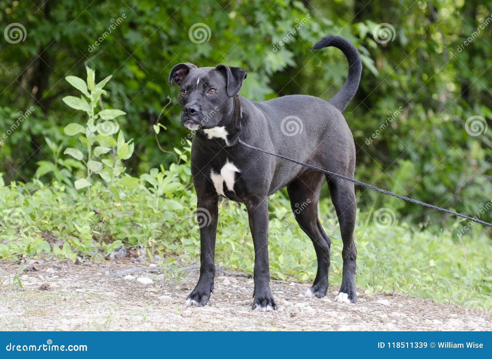 black and white pitbull boxer mix black and white pitbull boxer mix