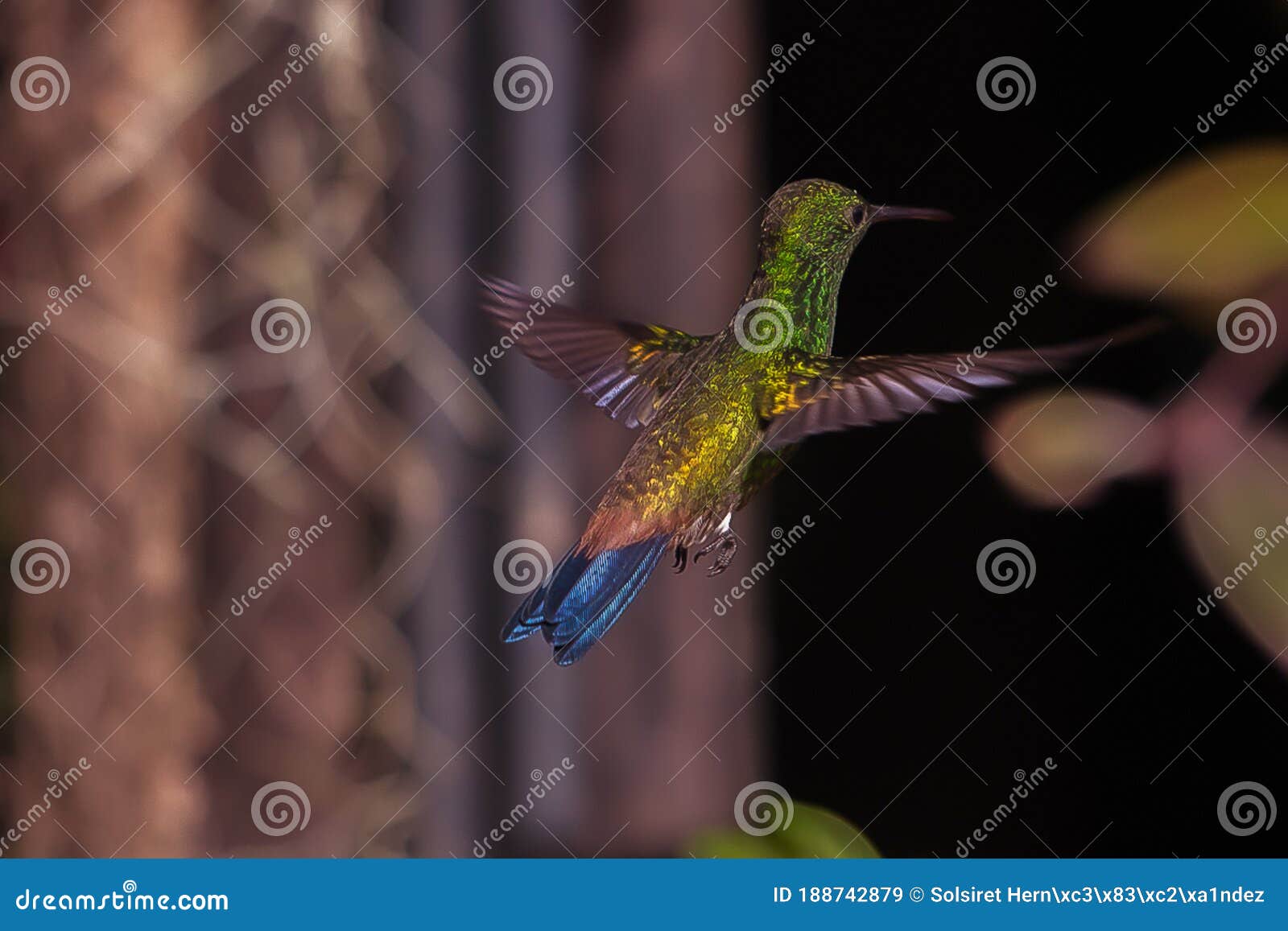 hummingbirds the best movement of some wings.