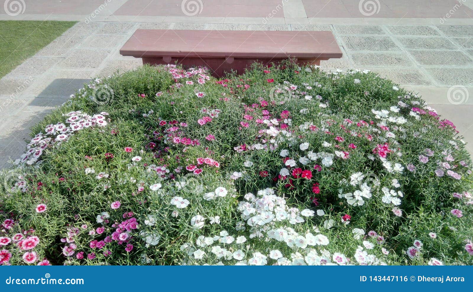 Bench Behind Colorful Spring Flowers In A Garden In New Delhi India Stock Photo Image Of Spring Green 143447116
