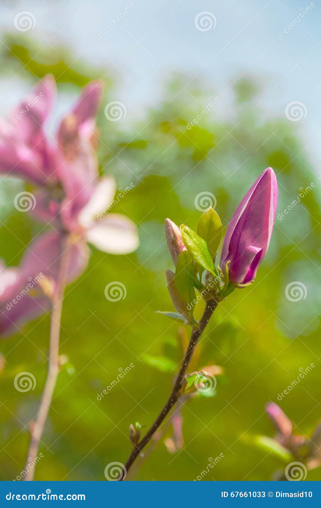 A Bud Of Magnolia Just Ready To Burst, Spring Background Stock