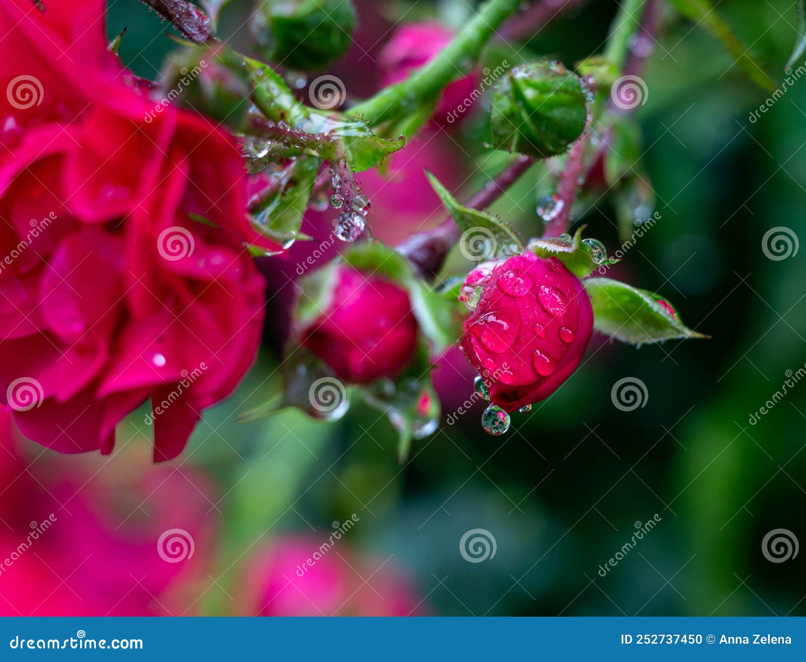 Unopened Buds of Pink Rose in Raindrops Stock Photo Image of leaf, petals 252737450