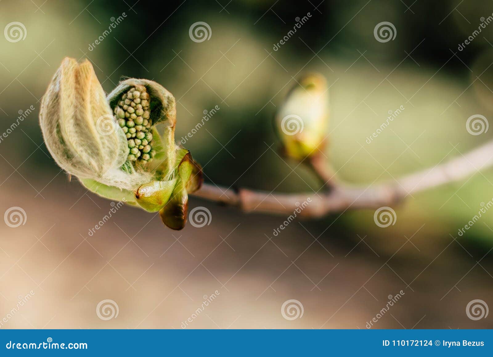 Kidney of chestnut green stock photo. Image of beautiful 110172124