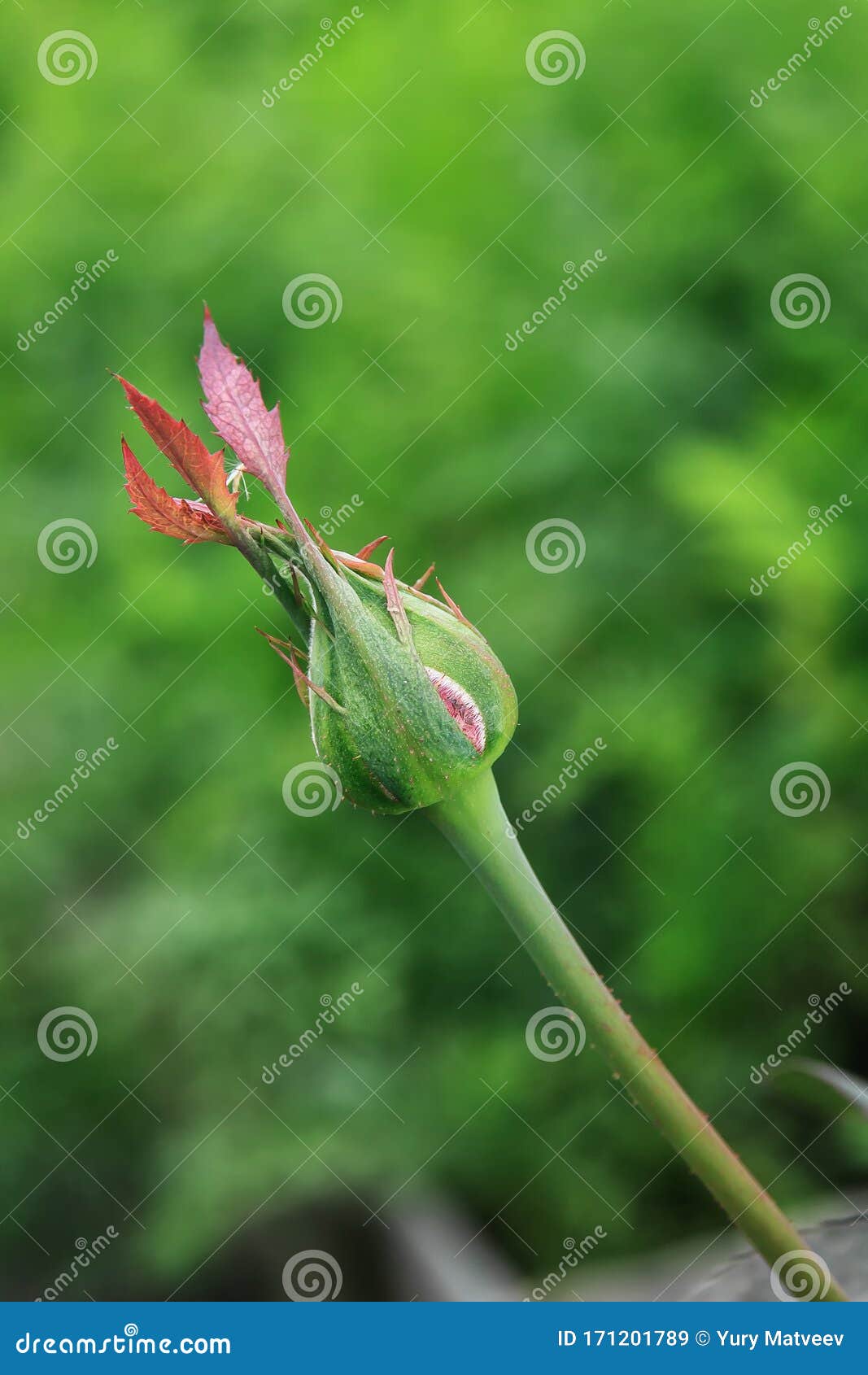 An Unopened Rosebud On A Branch In The Garden Stock Image Image Of