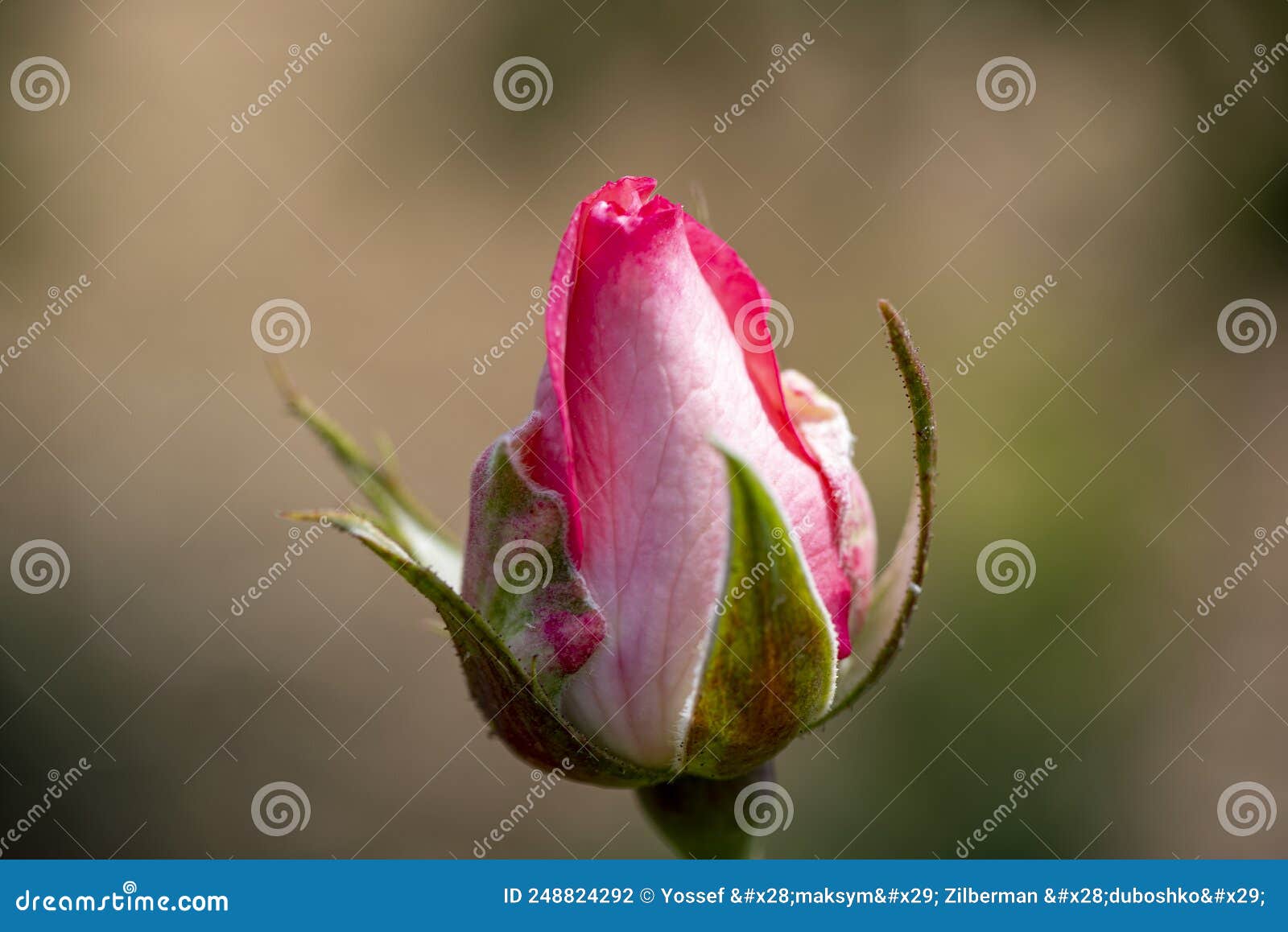 Unopened Rosebud of a Growing Rose Stock Photo Image of bloom, leaves