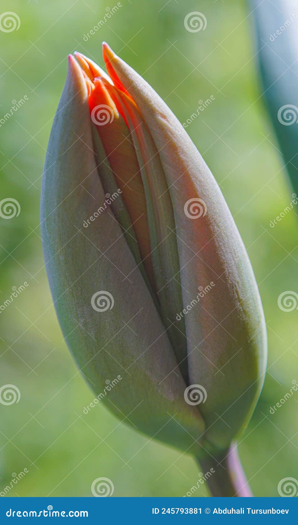 Unopened tulip buds stock image. Image of flower, flora - 245793881