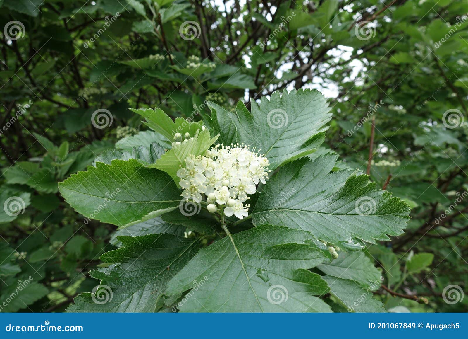 Unpollinated White Flowers of Sorbus Aria Stock Image Image of