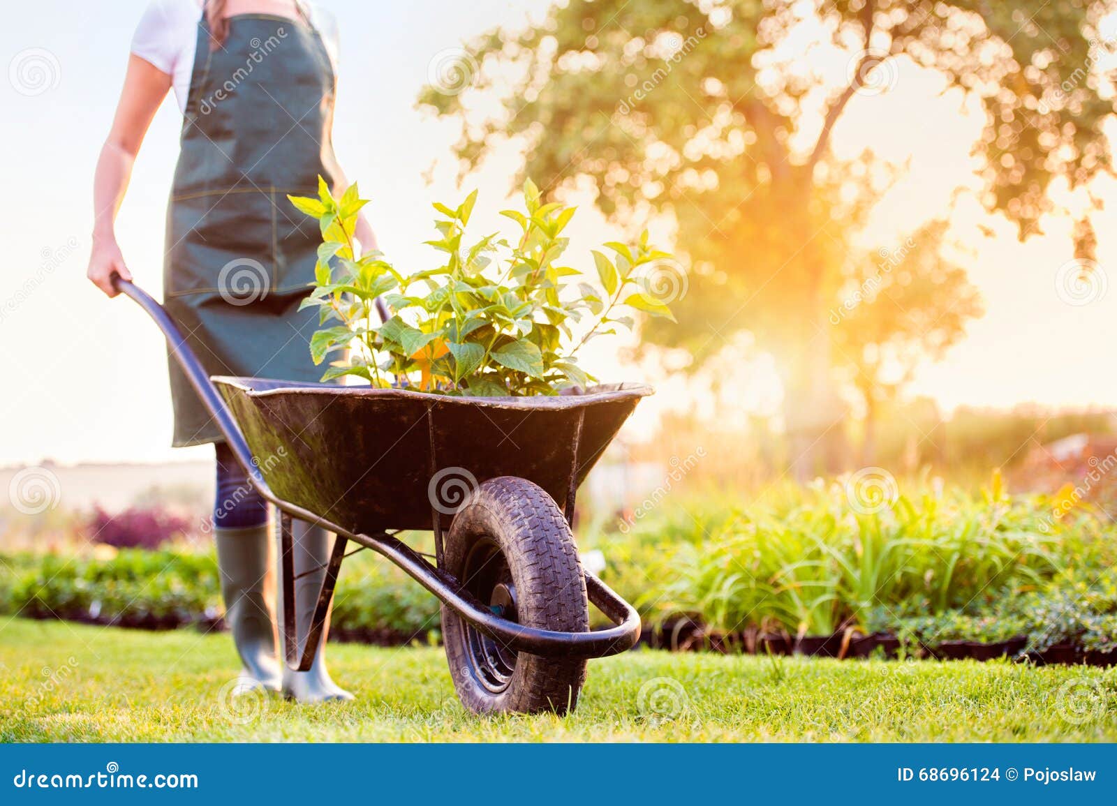 unrecognizable gardener carrying seedlings in wheelbarrow, sunny