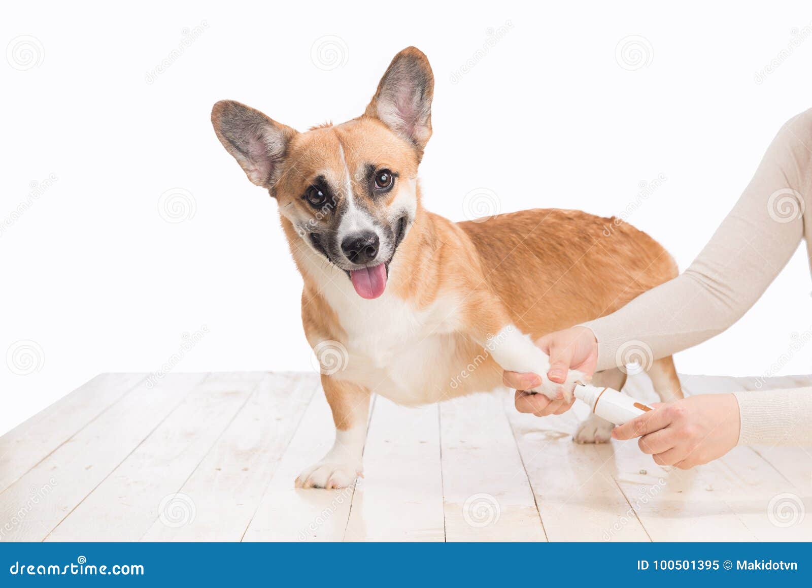 Dog Nail Dremel Stock Photos - Free & Royalty-Free Stock Photos from  Dreamstime