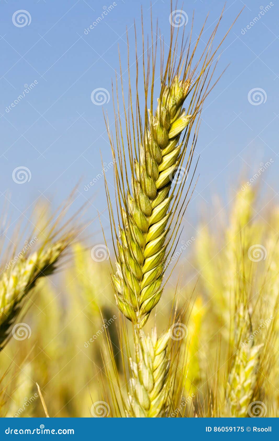 Unreifes grünes Gras. Grüne unausgereifte Ohren des Weizens im Sommer auf dem landwirtschaftlichen Gebiet Foto genommene Nahaufnahme mit einer kleinen Schärfentiefe