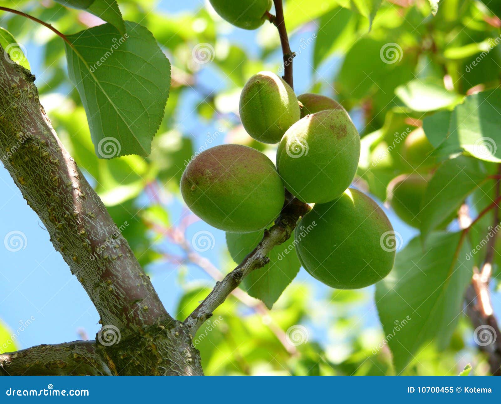 Unripe apricots stock image. Image of eating, orchard 10700455