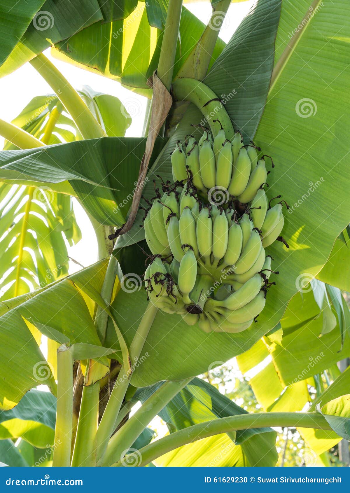 Unripe Bananas stock photo. Image of nature, fruit, organic 61629230