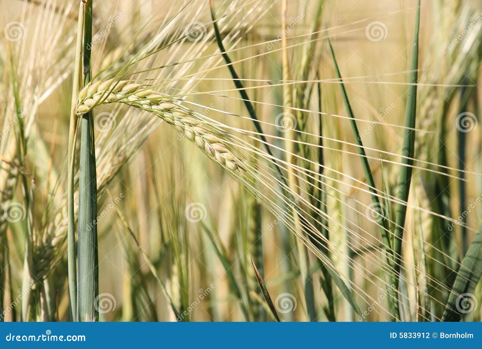 unripe barley