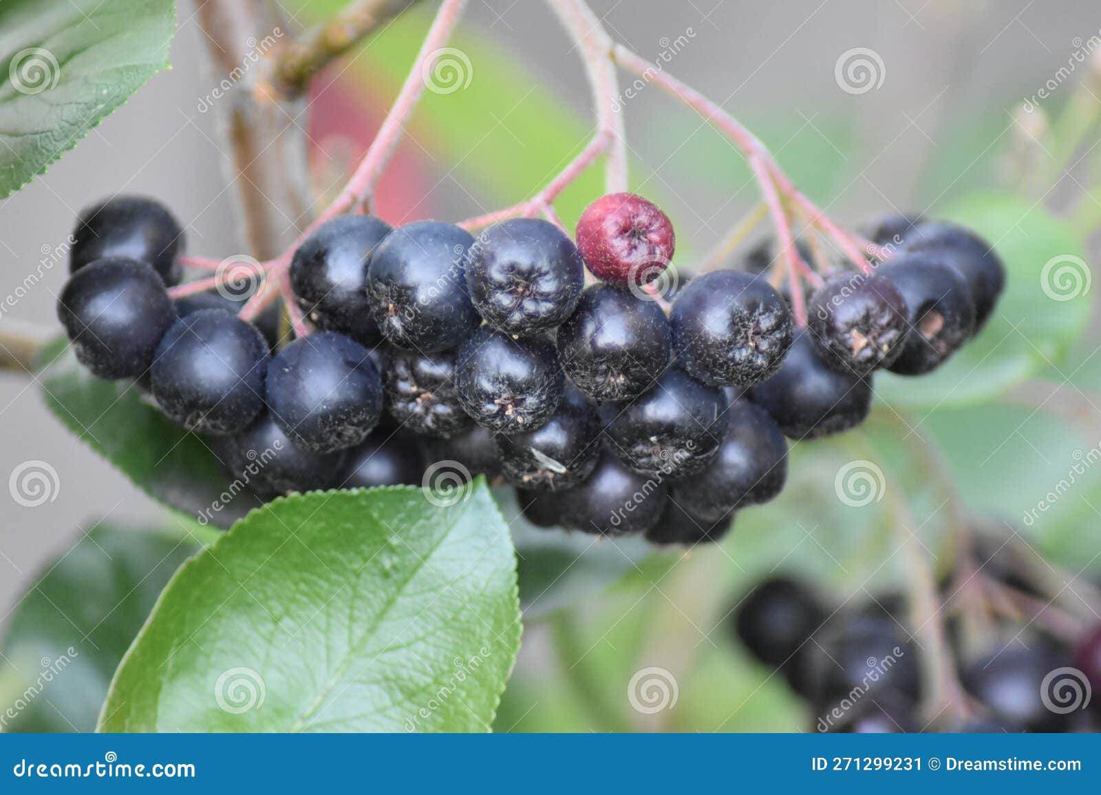 unripe berries of an aronia prunifolia nero
