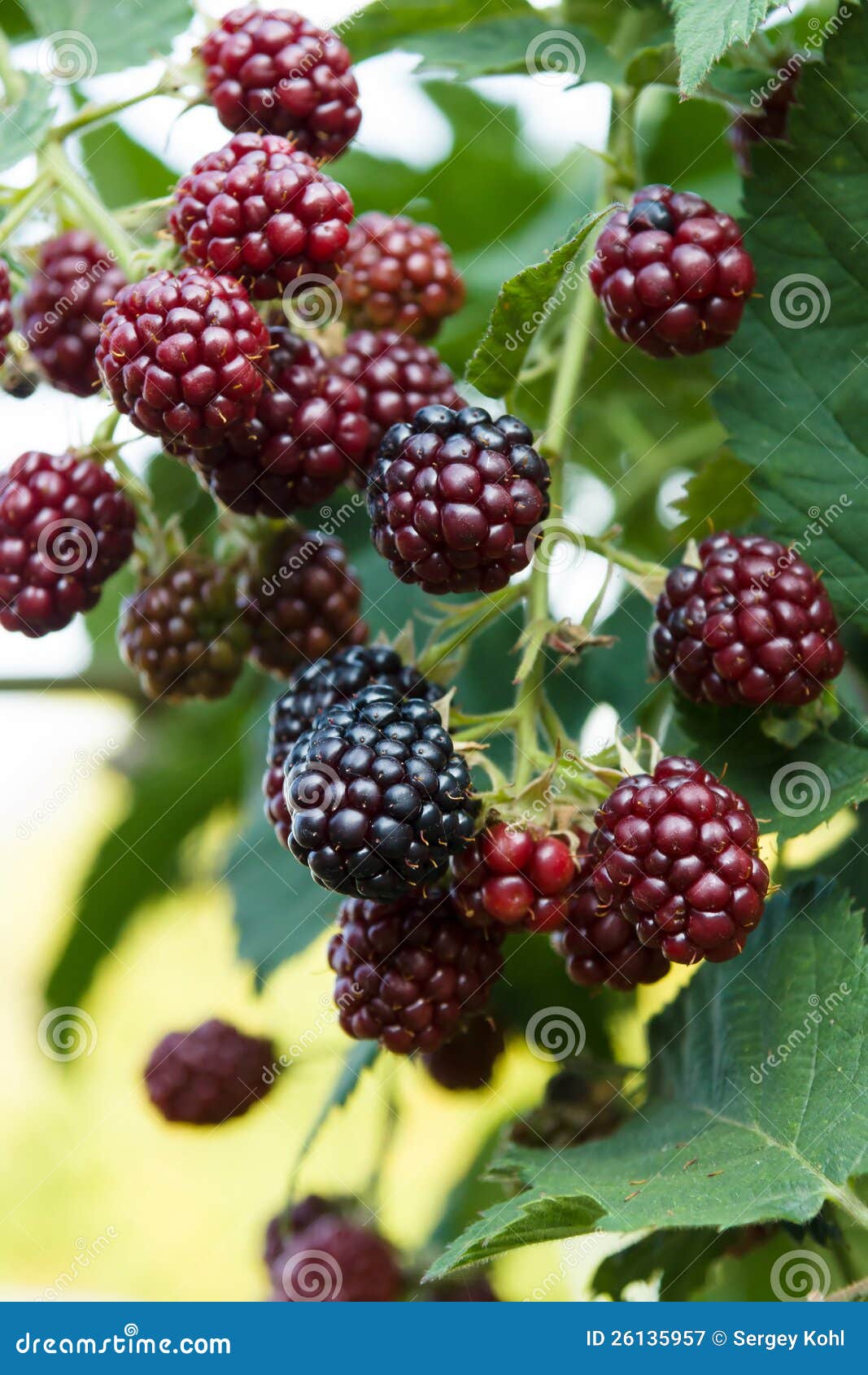 Unripe blackberries. stock image. Image of plant, garden 26135957