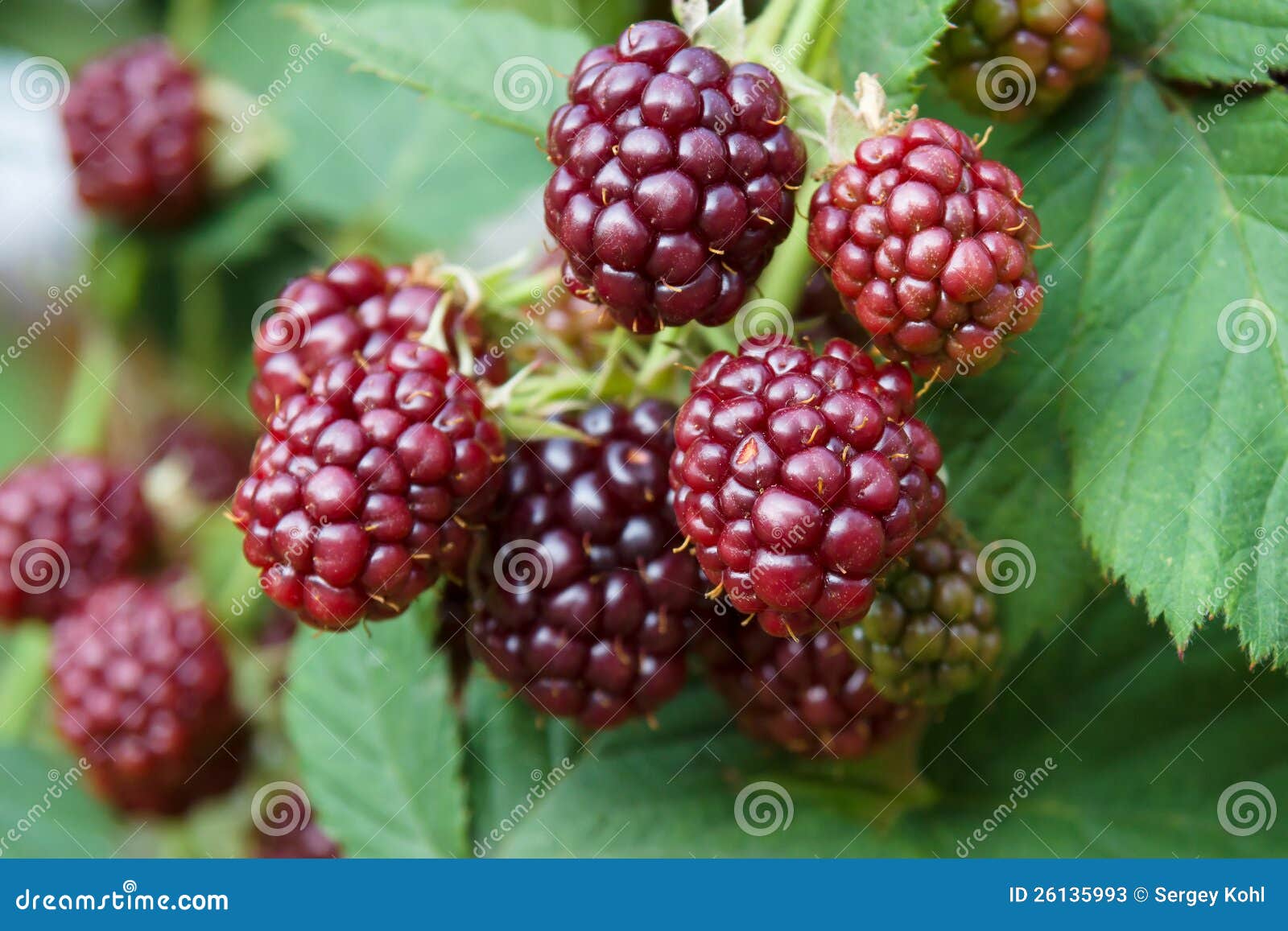Unripe blackberries. stock image. Image of purple, black 26135993