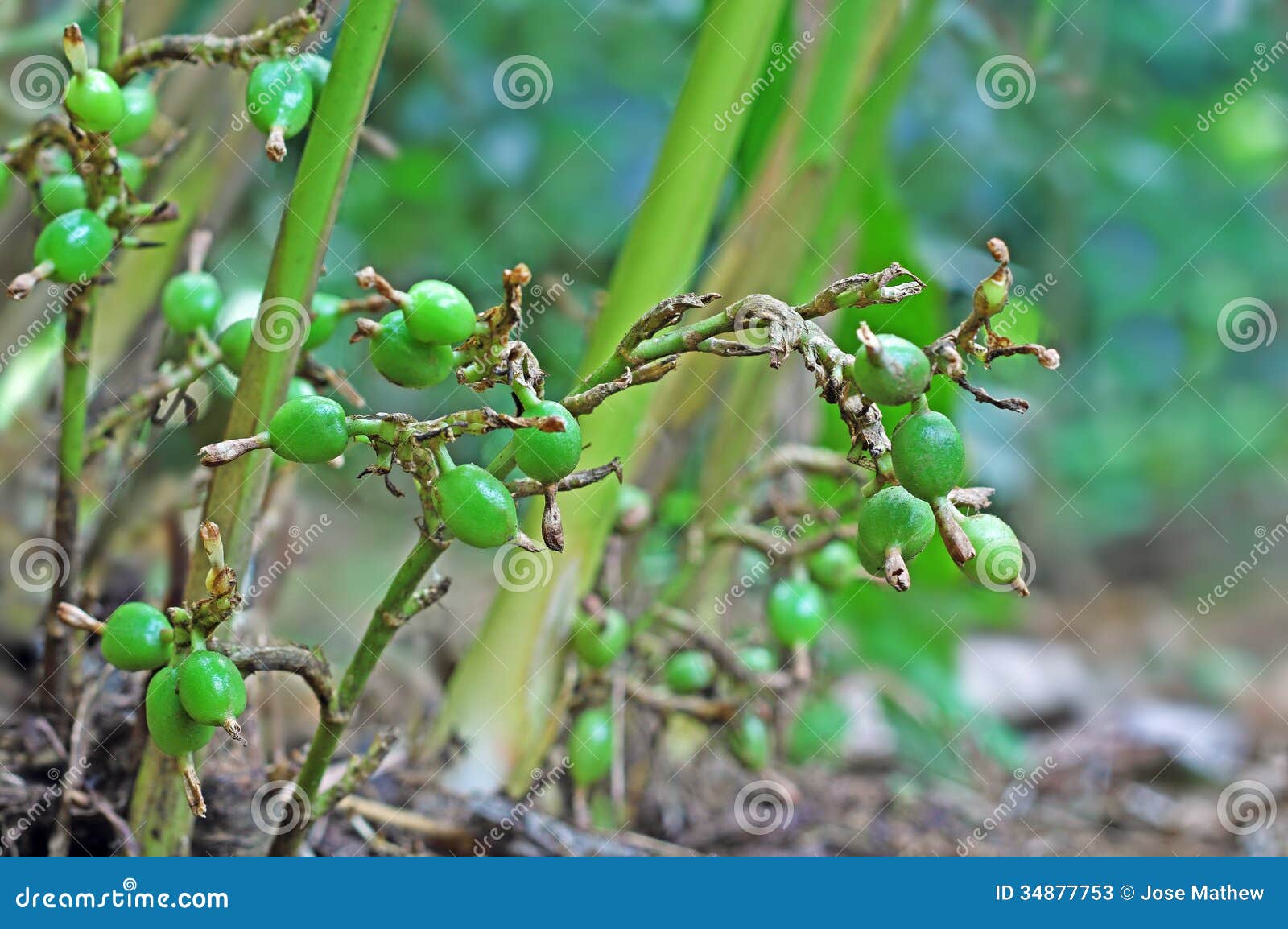 unripe cardamom pods in plant