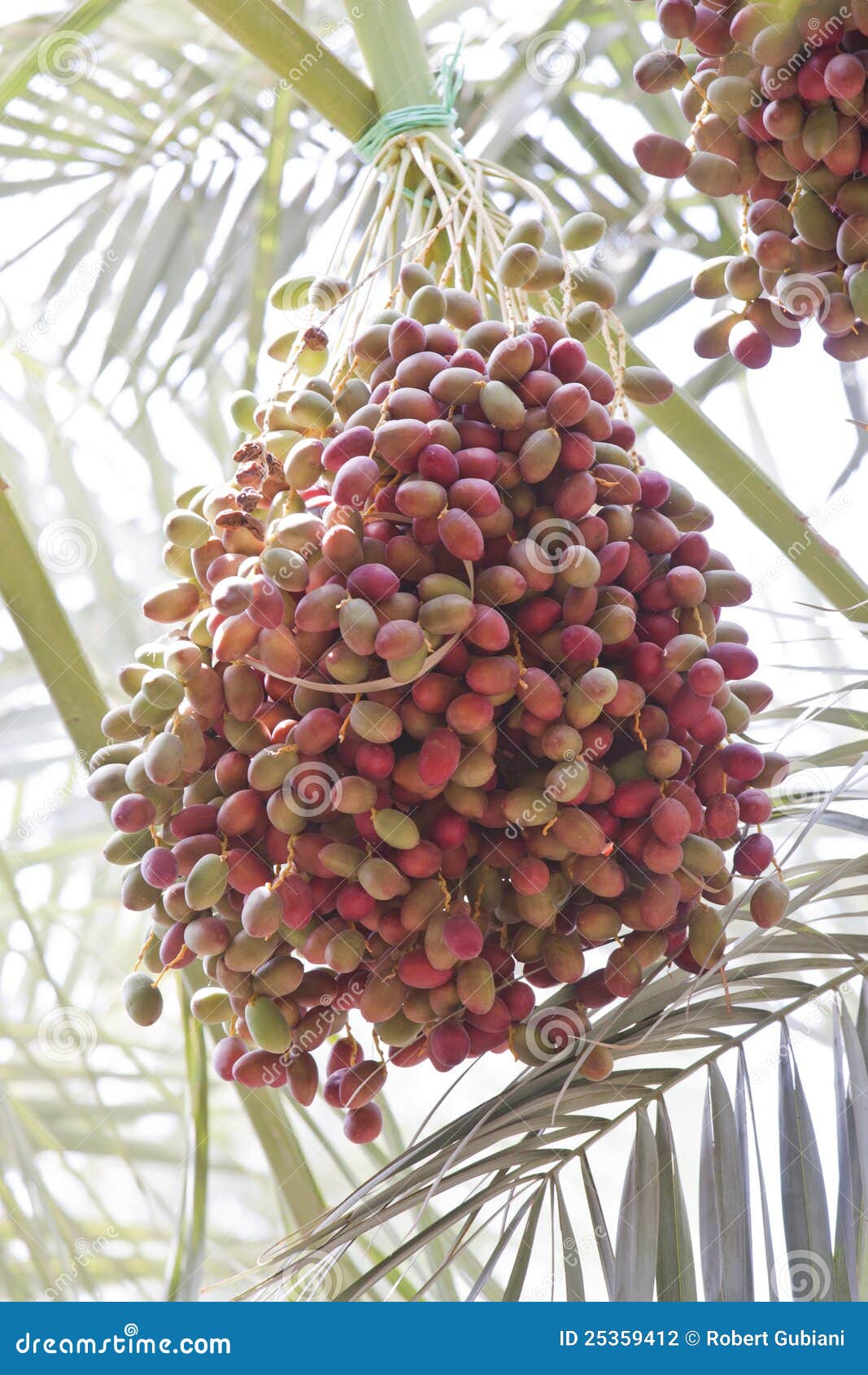 Unripe dates stock photo. Image of seed, growing, date 25359412