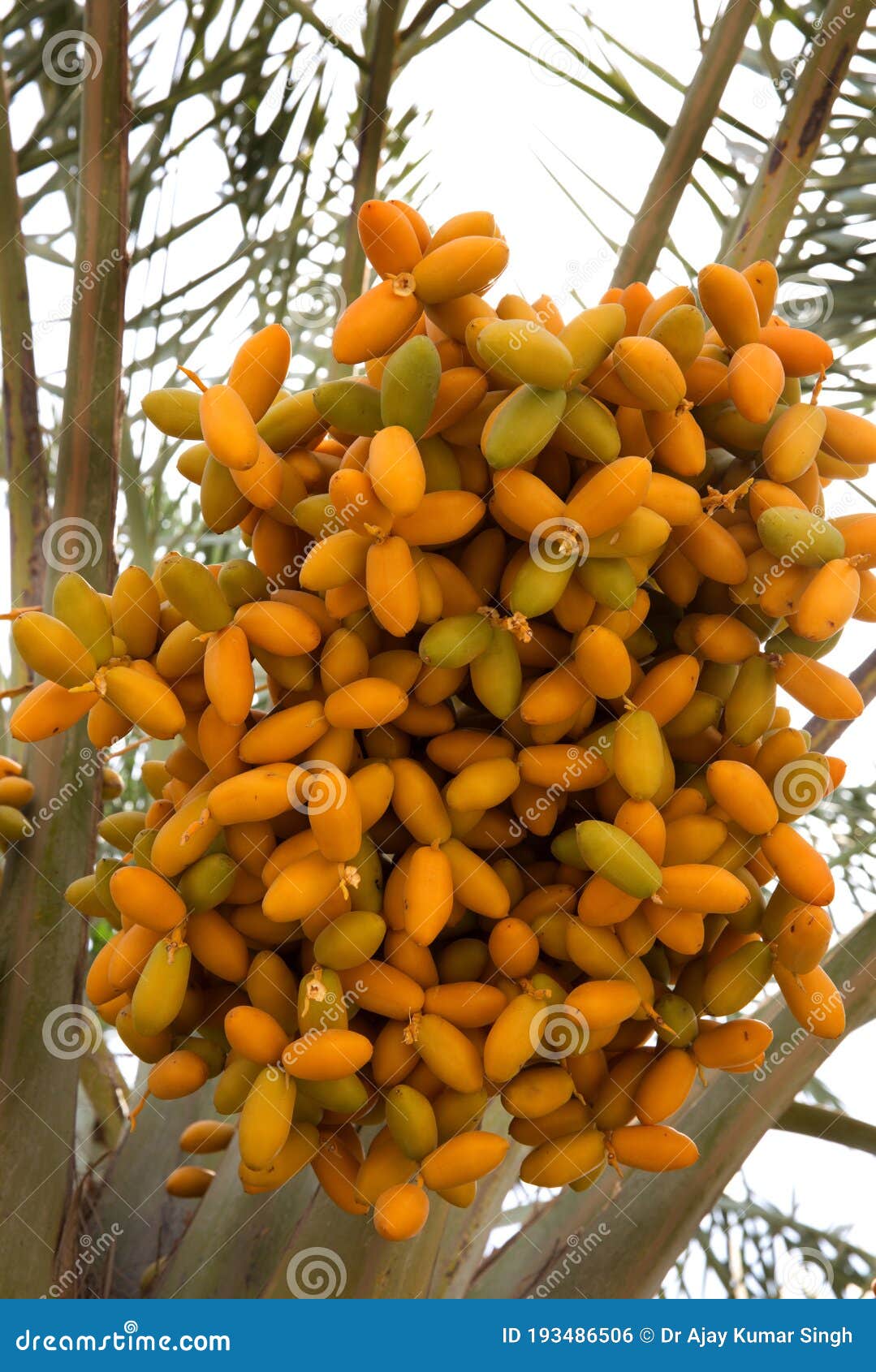 Unripe Dates clusters stock photo. Image of dates, arabian 193486506